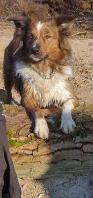 Hundetreffen-Zusammen laufen-Bild