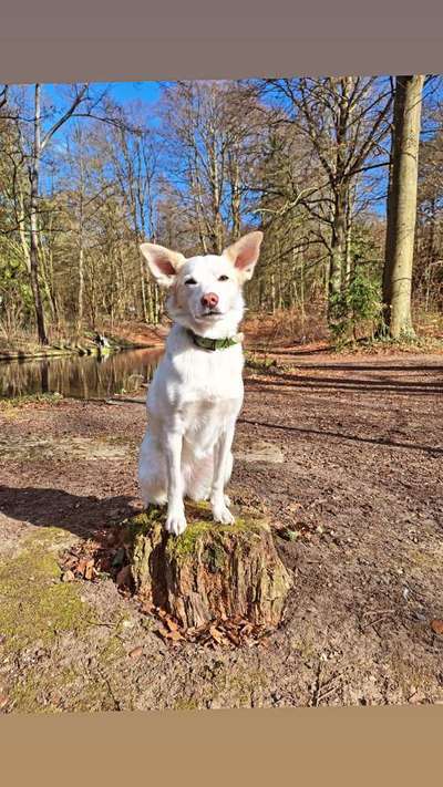 Hundetreffen-Neu! Social walk Gruppe Neu!-Bild