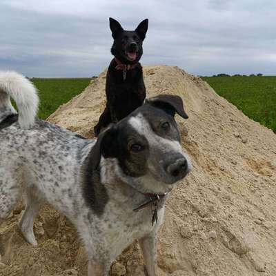 Hundetreffen-Gemeinsames Gassi gehen, neue Spielkameraden-Bild