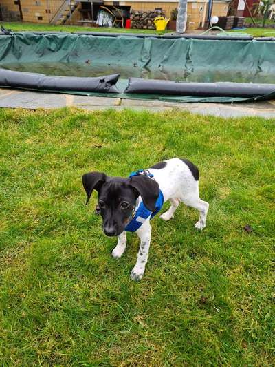 Welpen Bilder !-Beitrag-Bild