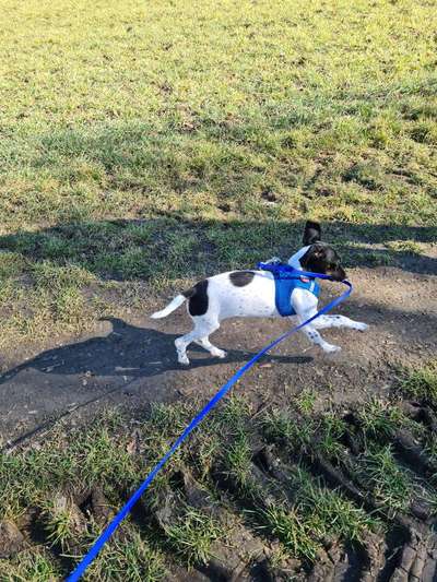 Challenge 23 : "  Euer Hund beim Frühlingserwachen "-Beitrag-Bild