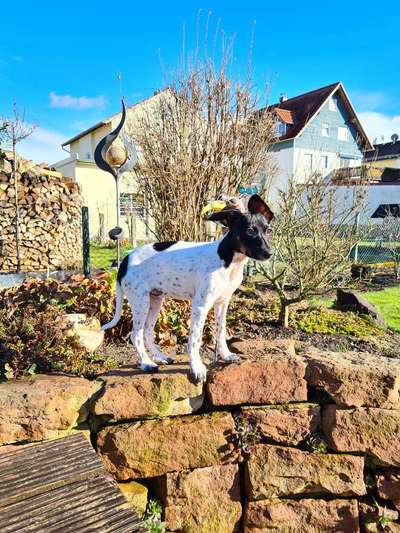 Challenge 23 : "  Euer Hund beim Frühlingserwachen "-Beitrag-Bild