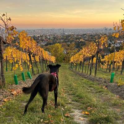 Hundetreffen-Gassi in Nussdorf-Bild