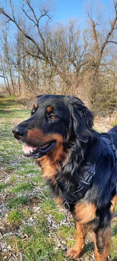 Hovawart-Beitrag-Bild