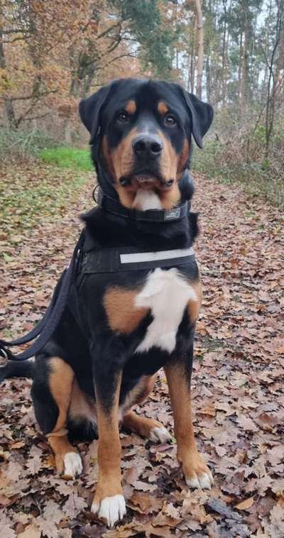 Weitere Große Schweizer Sennenhunde (oder andere große Rassen) hier?-Beitrag-Bild