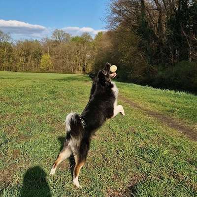 Hundetreffen-Treffen mit Henry-Bild