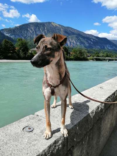 Auslandstierschutz-Beitrag-Bild