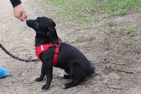 Tierschutzhunde suchen ein Zuhause-Beitrag-Bild