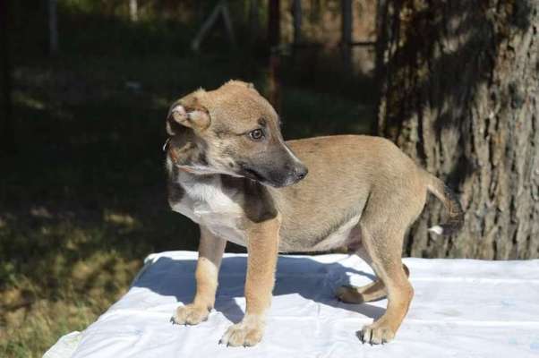 Welpen Bilder !-Beitrag-Bild