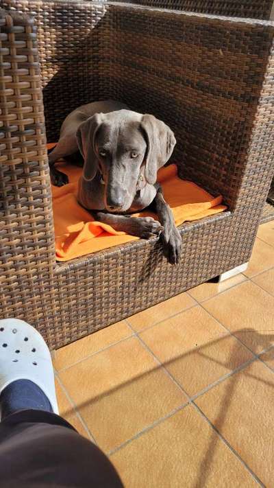 Weimaraner-Beitrag-Bild