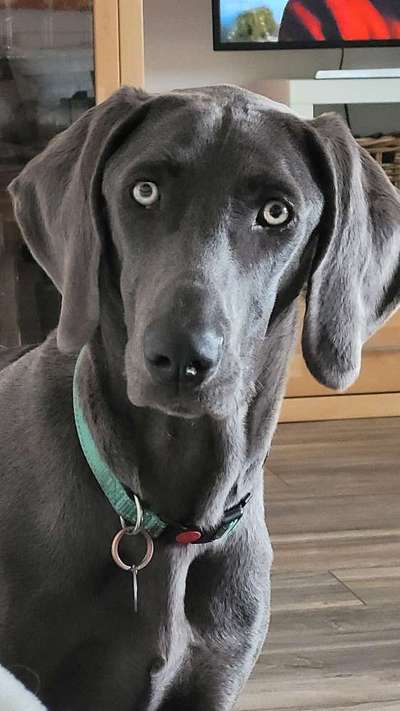 Weimaraner-Beitrag-Bild