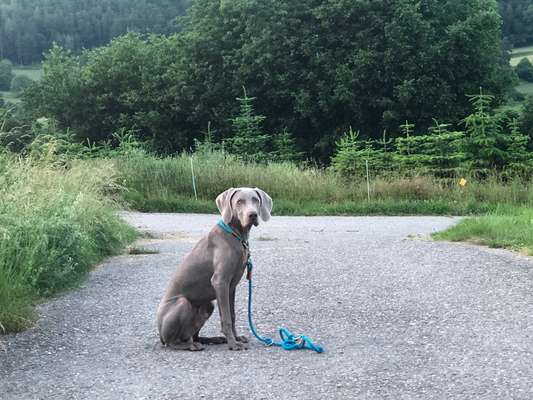 Weimaraner-Beitrag-Bild