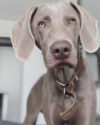 Die Dogorama Kalender Challenge 4/4-Beitrag-Bild