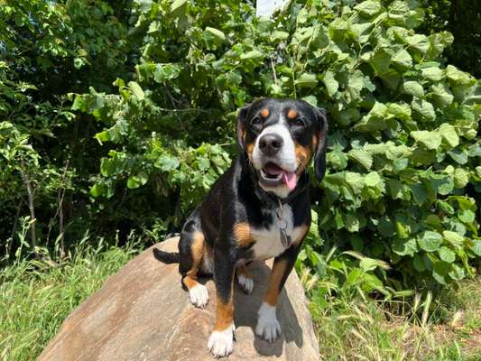 Entlebucher Sennenhund-Beitrag-Bild