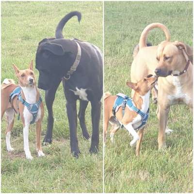 Rhodesian Ridgeback-Beitrag-Bild