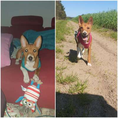 Wie seid ihr zu eurem Welpen gekommen?-Beitrag-Bild