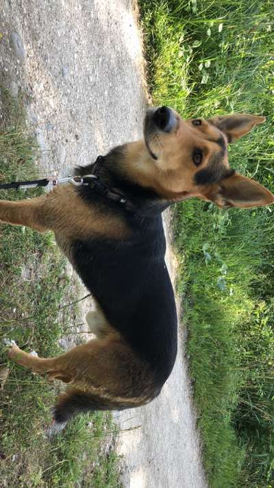 Mischlingshunde Foto Aufruf-Beitrag-Bild