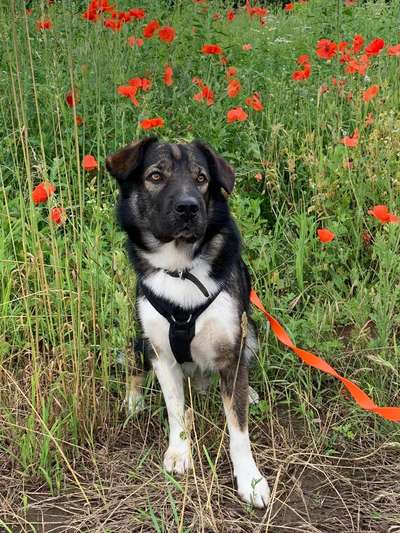 Die Dogorama Kalender Challenge Titelbild-Beitrag-Bild