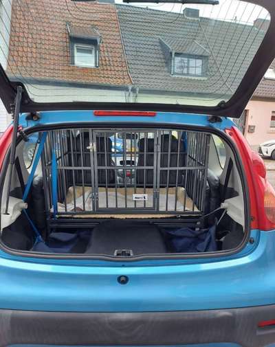 Hund richtig auf Rückbank sichern-Beitrag-Bild