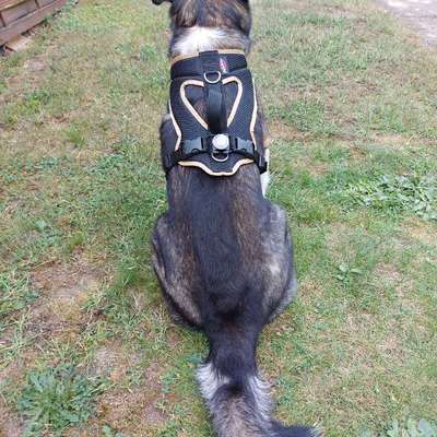 Wie sitzt mein Geschirr?-Beitrag-Bild