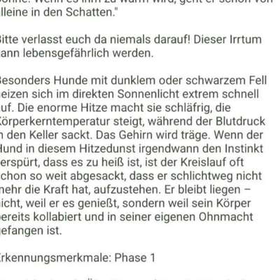 Warum sind meine Hunde bei Hitze so?-Beitrag-Bild