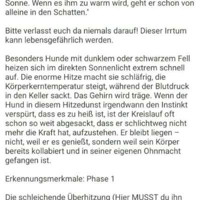 Warum sind meine Hunde bei Hitze so?-Beitrag-Bild