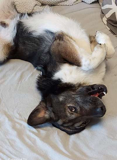 Zeige den lustigsten Blick deines Hundes-Beitrag-Bild