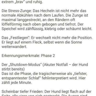 Warum sind meine Hunde bei Hitze so?-Beitrag-Bild