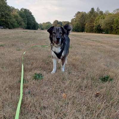 Was hat euch heute mit eurem Hund gefreut?-Beitrag-Bild