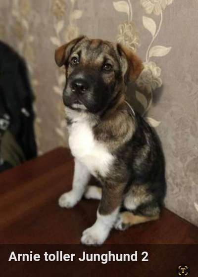 Berührende Hunde Bilder/Videos-Beitrag-Bild