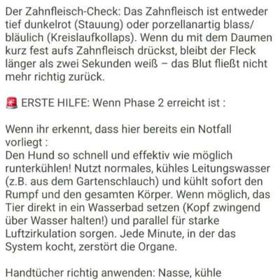 Warum sind meine Hunde bei Hitze so?-Beitrag-Bild