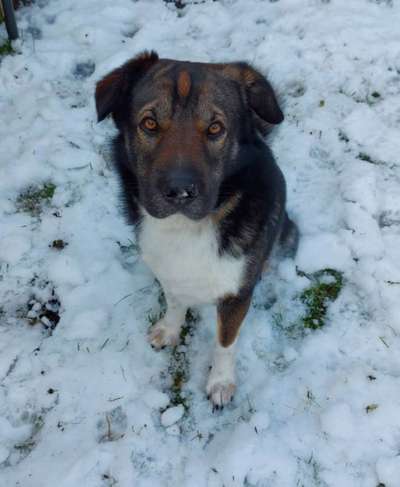 Auslandstierschutz-Beitrag-Bild