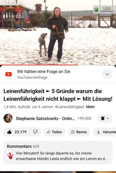 Junghund jagt Autos,Fahrräder und Menschen-Beitrag-Bild