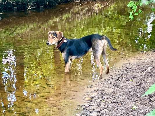 Griechische Bracke-Beitrag-Bild