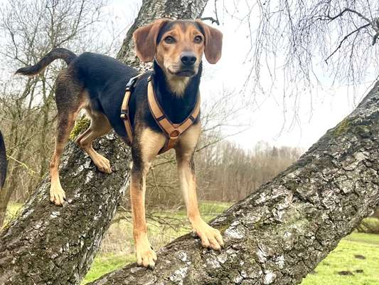 Griechische Bracke-Beitrag-Bild