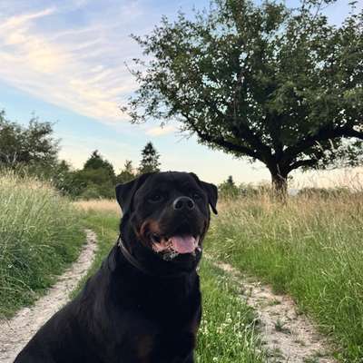 Suchmeldung-Bentley-Bild