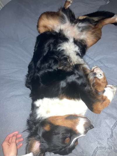 Berner Sennen-Beitrag-Bild