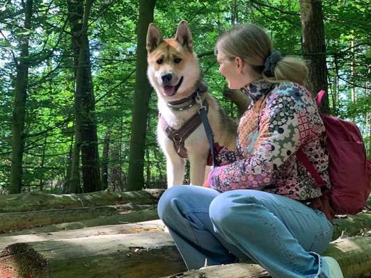 Akita Inu/American Akita (Mix) halter.-Beitrag-Bild