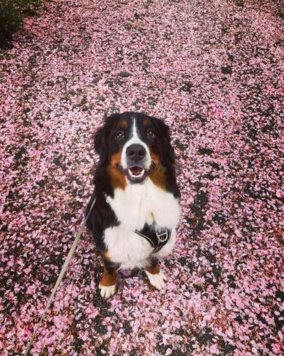 Berner Sennen-Beitrag-Bild