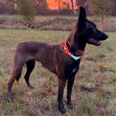 Hundetreffen-Social Walk-Bild