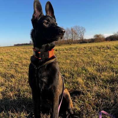 Hundetreffen-Junghund sucht Erwachsene-Bild