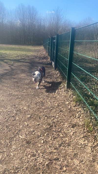 Hundeauslaufgebiet-Im Landschaftspark-Bild