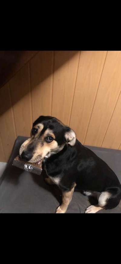 Dogorama Photo Challenge - Tricks, Tricks & Tricks!-Beitrag-Bild