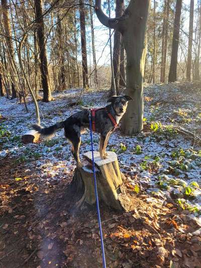 Dogorama Photo Challenge - Tricks, Tricks & Tricks!-Beitrag-Bild