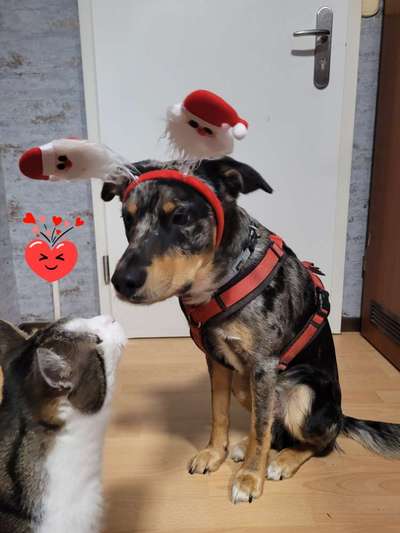 Dogorama Photo Challenge - Festliches Accessoires-Beitrag-Bild