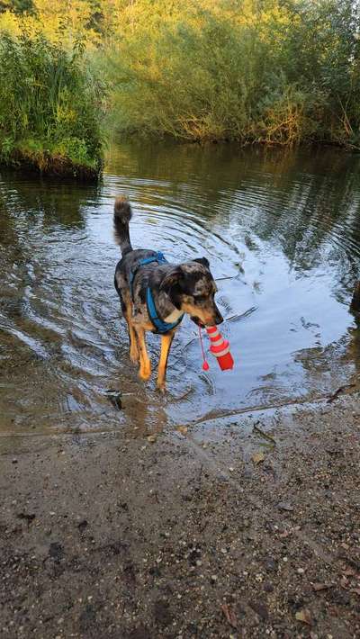 Fotochallenge: Hunde-Geburtstag-Beitrag-Bild
