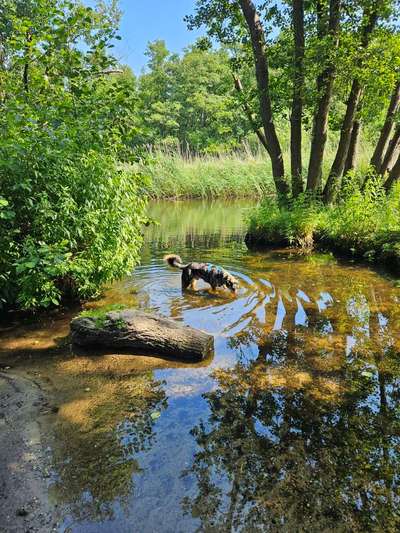 Dogorama Photo Challenge - Sommer Feeling-Beitrag-Bild