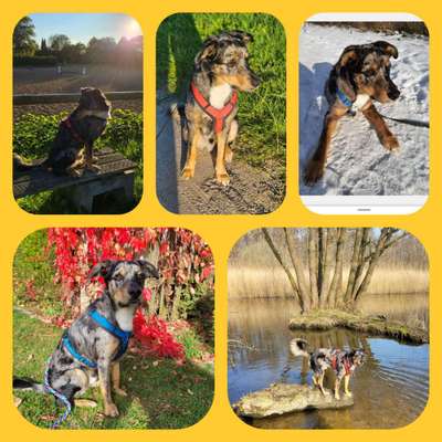 52. Collagenchallenge: Dein Hund im Sonnenschein-Beitrag-Bild