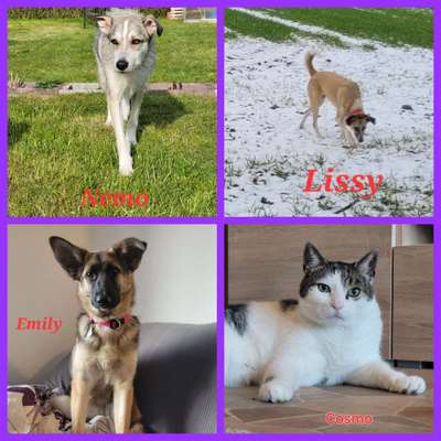 40.Collagen Challenge - Hundefreunde-Beitrag-Bild