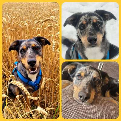 Hunde Porträt (Portrait) Galerie....-Beitrag-Bild